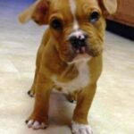 Amerikansk bully