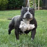 Amerikansk bully