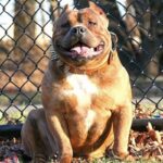 Amerikansk bully