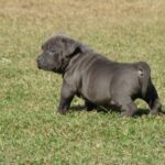 Amerikansk bully