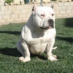 Amerikansk bully