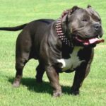 Amerikansk bully