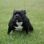 Amerikansk bully