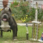 Amerikansk bully