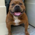 Amerikansk bully