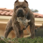 Amerikansk bully