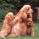 Amerikansk Cocker Spaniel