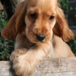 Amerikansk Cocker Spaniel