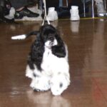 Amerikansk Cocker Spaniel
