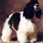 Amerikansk Cocker Spaniel