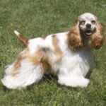 Amerikansk Cocker Spaniel