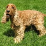 Amerikansk Cocker Spaniel