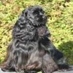 Amerikansk Cocker Spaniel
