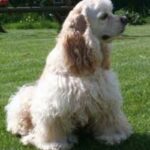 Amerikansk Cocker Spaniel