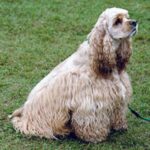 Amerikansk Cocker Spaniel