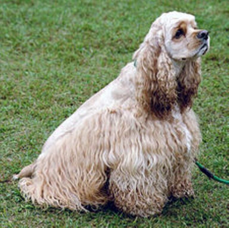 Amerikansk Cocker Spaniel