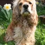 Amerikansk Cocker Spaniel