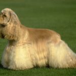 Amerikansk Cocker Spaniel