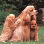 Amerikansk Cocker Spaniel