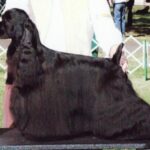 Amerikansk Cocker Spaniel