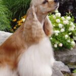 Amerikansk Cocker Spaniel