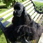 Amerikansk Cocker Spaniel
