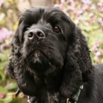 Amerikansk Cocker Spaniel