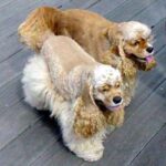 Amerikansk Cocker Spaniel