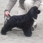 Amerikansk Cocker Spaniel