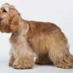 Amerikansk Cocker Spaniel