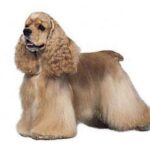 Amerikansk Cocker Spaniel