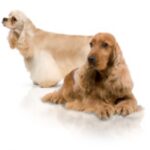 Amerikansk Cocker Spaniel