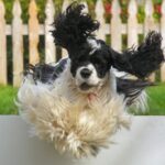 Amerikansk Cocker Spaniel