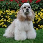 Amerikansk Cocker Spaniel
