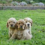 Amerikansk Cocker Spaniel