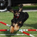 Amerikansk Cocker Spaniel