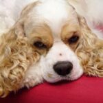 Amerikansk Cocker Spaniel