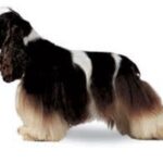 Amerikansk Cocker Spaniel
