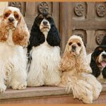 Amerikansk Cocker Spaniel