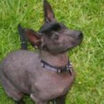 Amerikansk Crested Sand Terrier