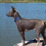 Amerikansk Crested Sand Terrier