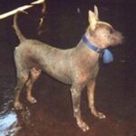 Amerikansk Crested Sand Terrier
