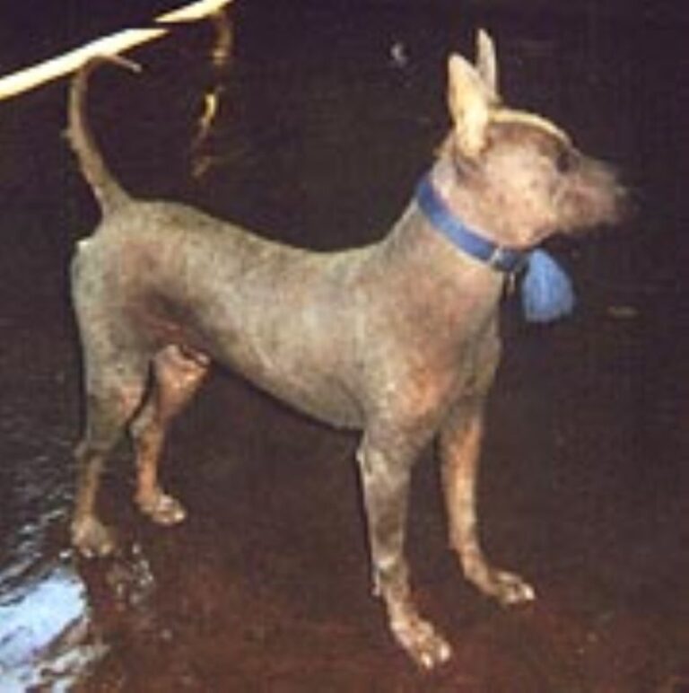 Amerikansk Crested Sand Terrier