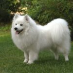 Amerikansk Eskimo hund