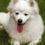 Amerikansk Eskimo hund