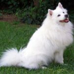 Amerikansk Eskimo hund