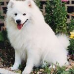 Amerikansk Eskimo hund