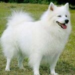 Amerikansk Eskimo hund