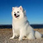 Amerikansk Eskimo hund