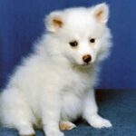 Amerikansk Eskimo hund